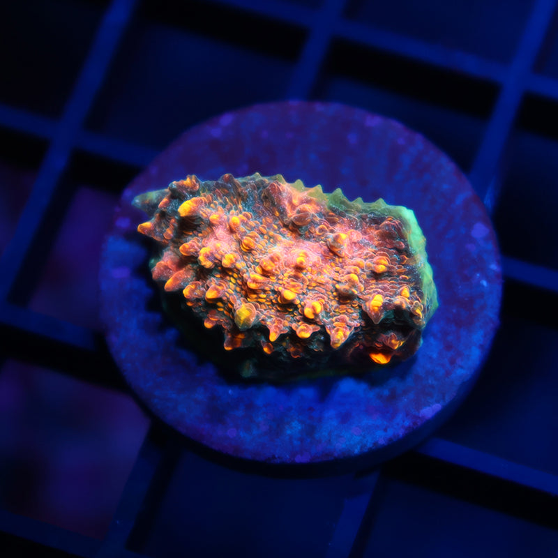 TCK Bella's Mermaid Chalice