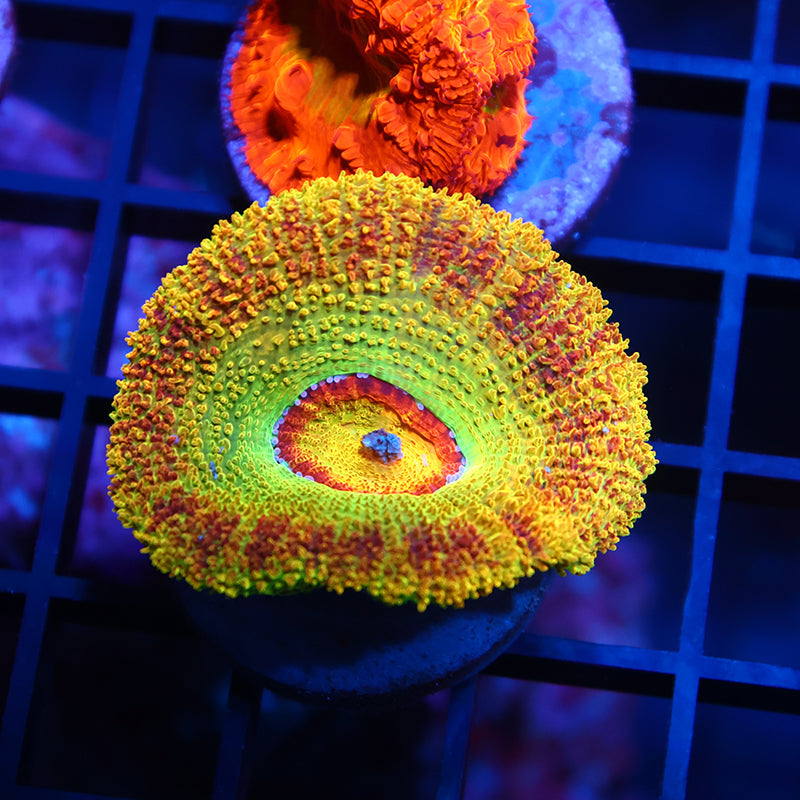 Huge Polyp BSA Killshot