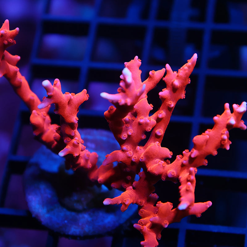 JF TNT Anacropora Colony
