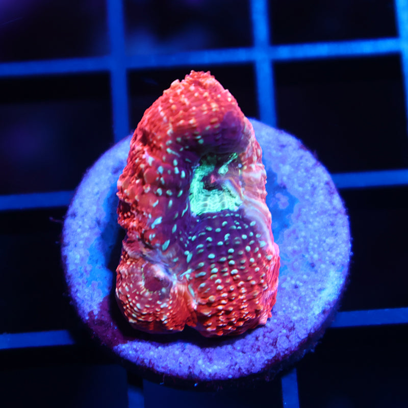 TCK Rainbow Bowerbanki