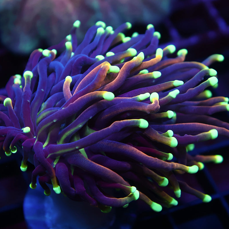 TCK Yellow Tip Indo Gold Torch