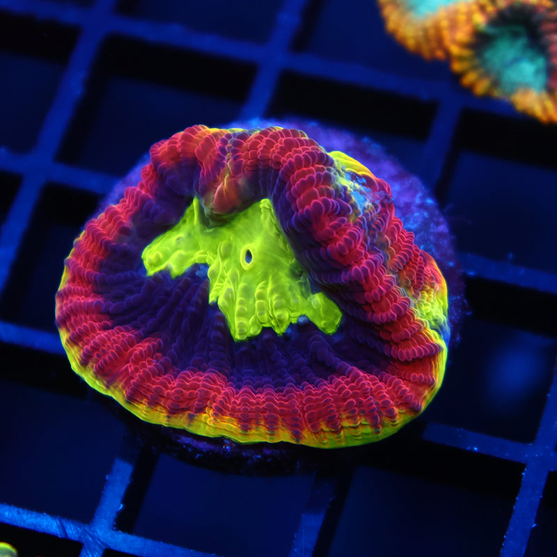 TCK Massive Polyp Dragonsoul Favia