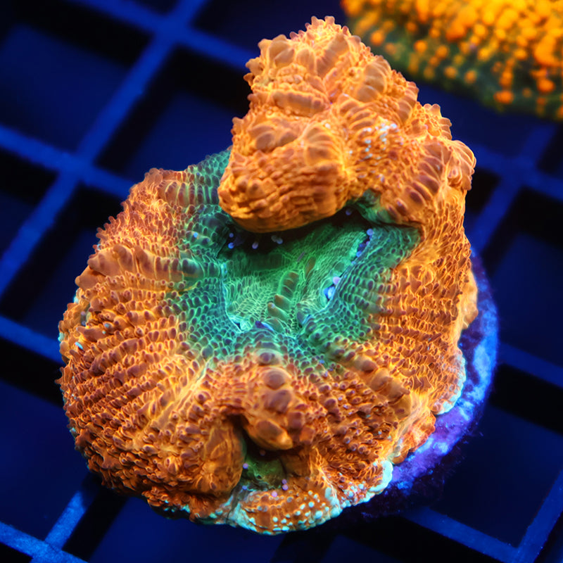 TCK Orange Creamsicle Bowerbanki