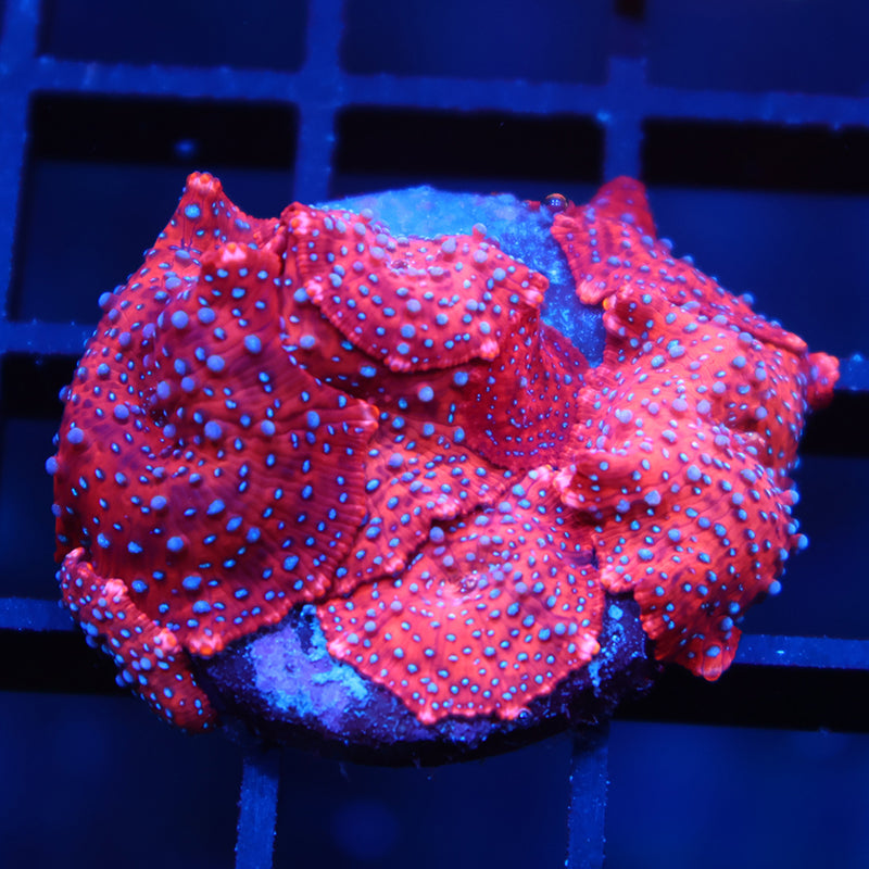 TCK Superman Mushrooms