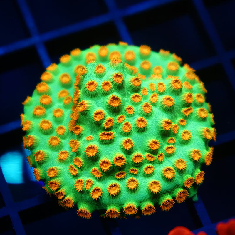 Reptar Cyphastrea Mini Colony