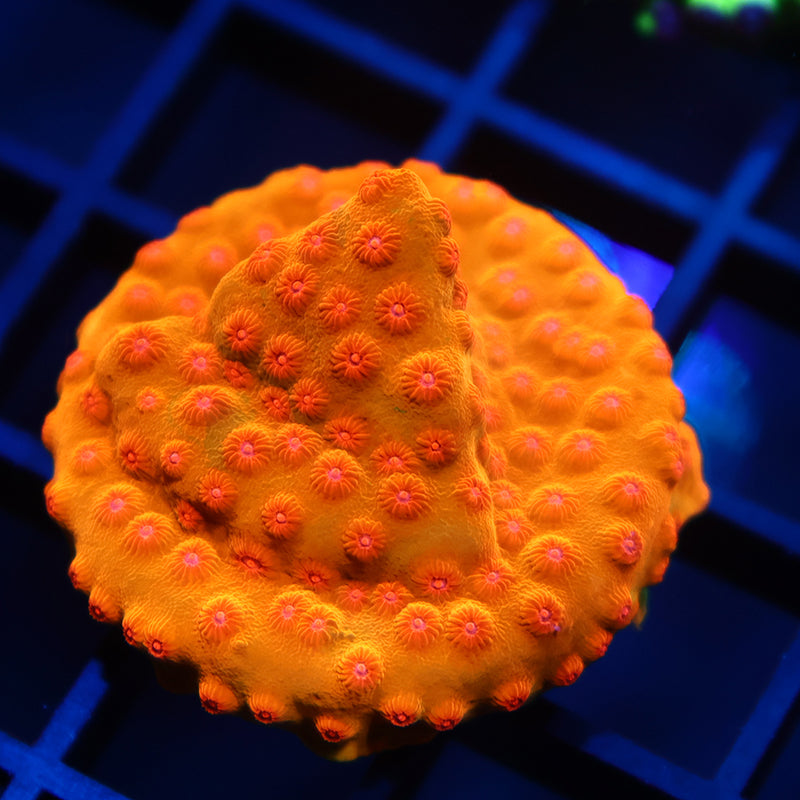 WWC Defcon Cyphastrea Mini Colony