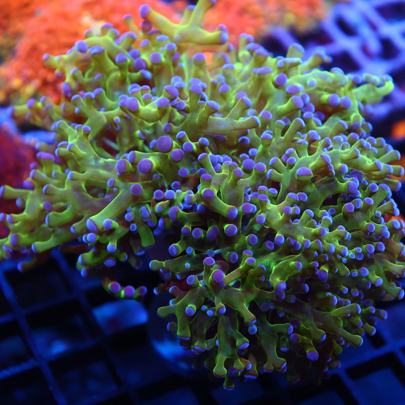 TCK Branching Green and Purple Frogspawn