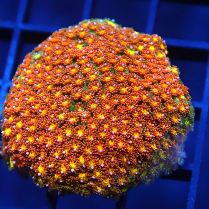 TCK Oddball Goni Mini Colony