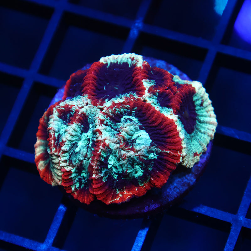TCK Grafted Micro Favia