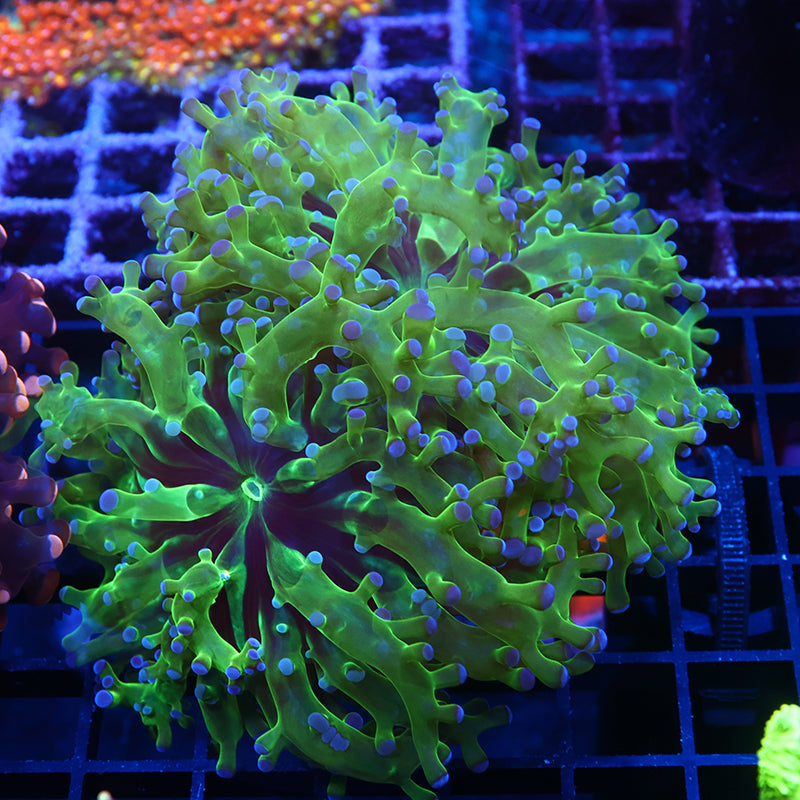 TCK Green and Purple Branching Frogspawn