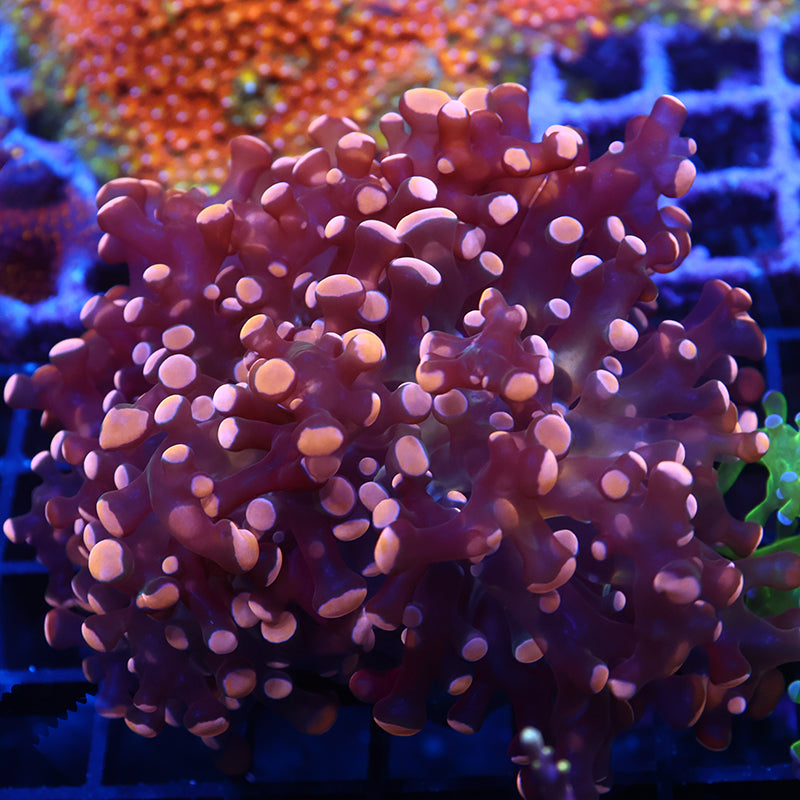 TCK Gold Branching Frogspawn