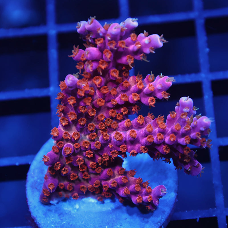 ARC Fireworks Mini Colony