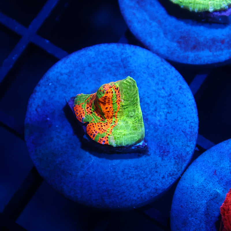 TCK Sour Tie Dye Rainbow Chalice