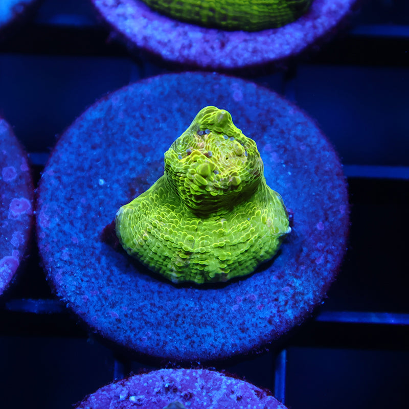 TCK Sour Tie Dye Green