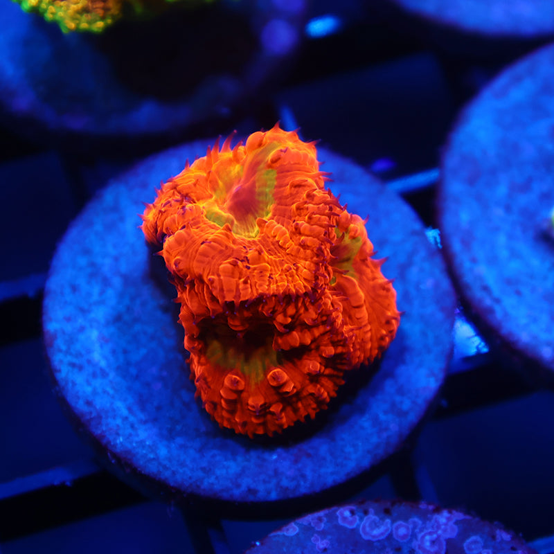 WWC Rainbow Blasto