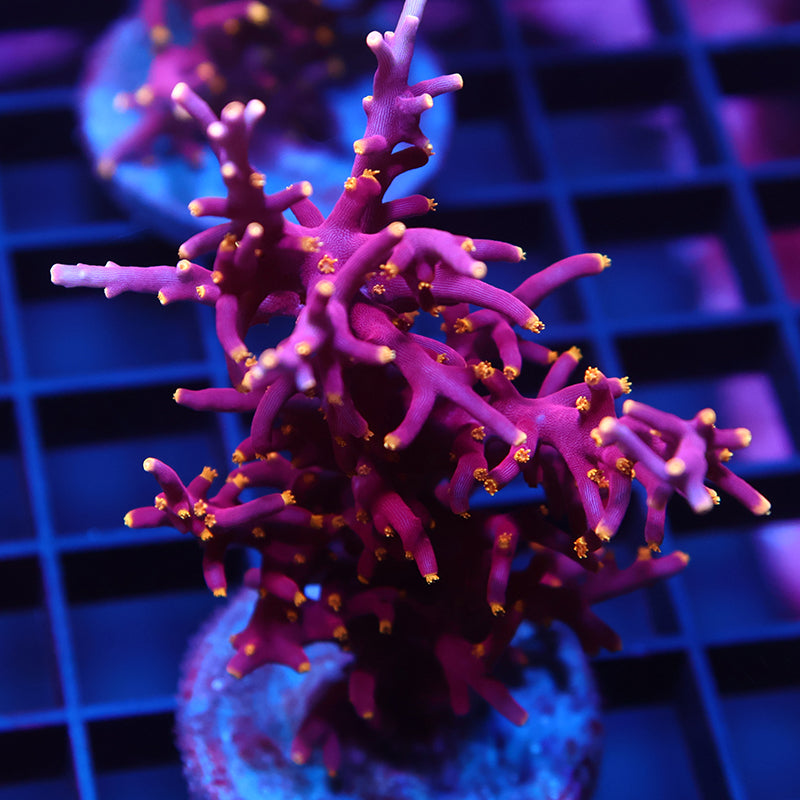 WWC Red Ferrari Mini Colony