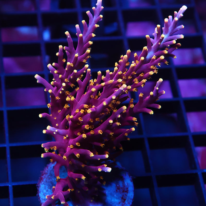 WWC Red Ferrari Mini Colony