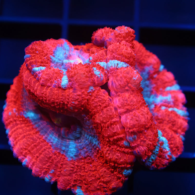 TCK Huge Polyp Asia Acan