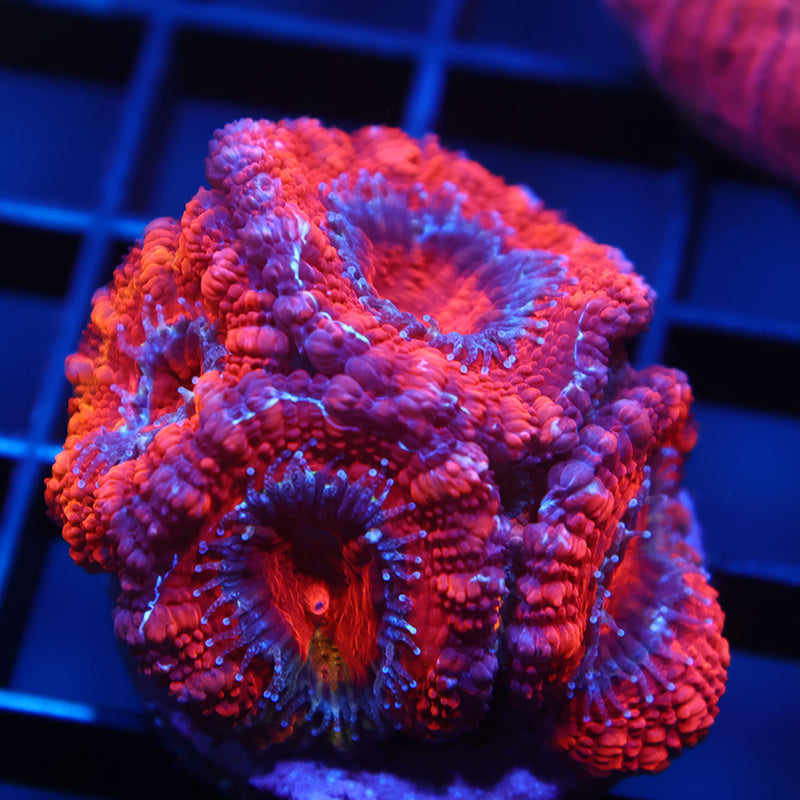 TCK Fluffy Acan