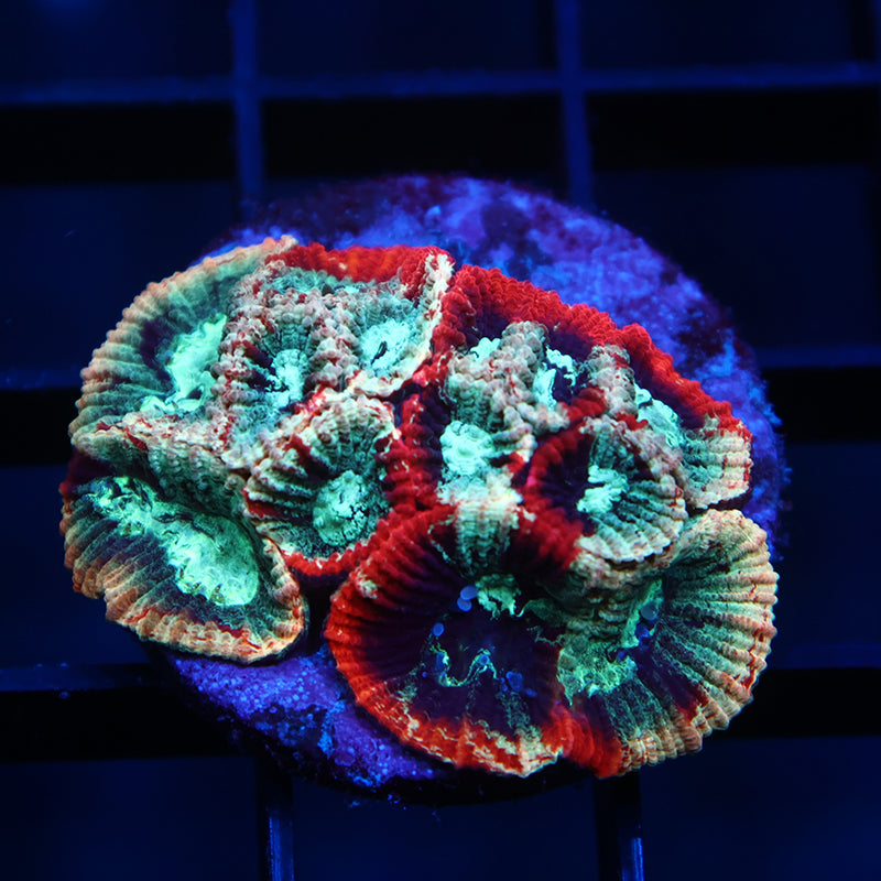 TCK Grafted Micro Favia