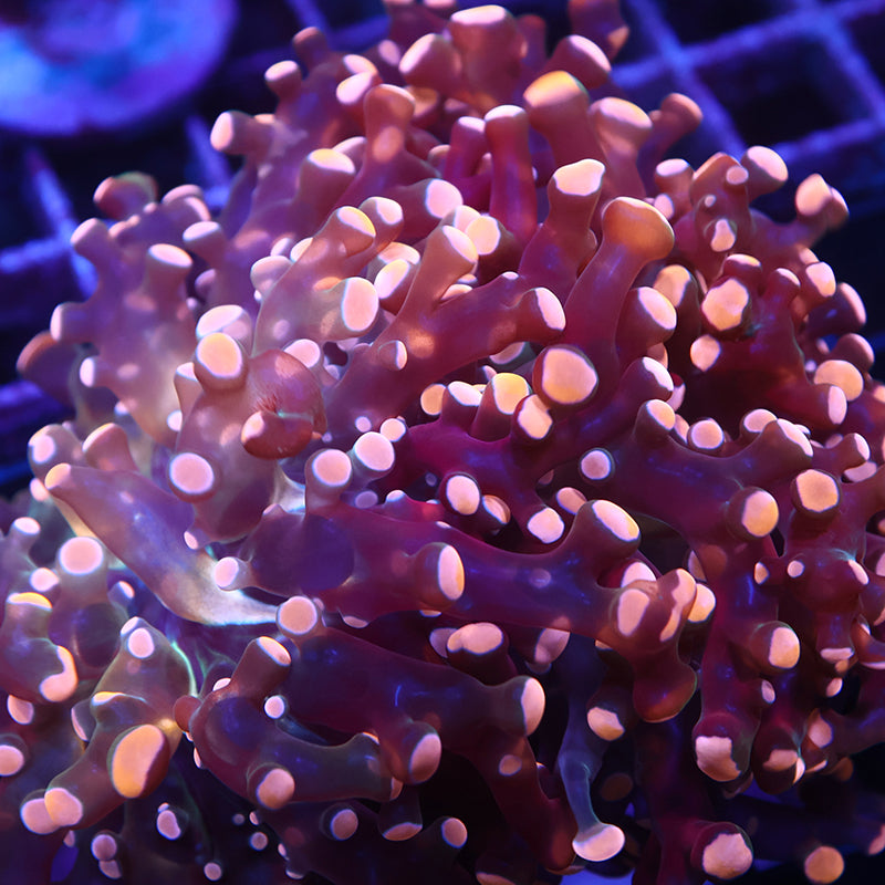 TCK Branching Gold Frogspawn