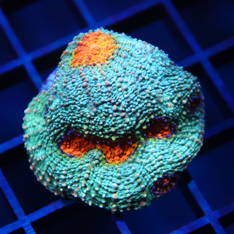 TCK Rainbow Echinata