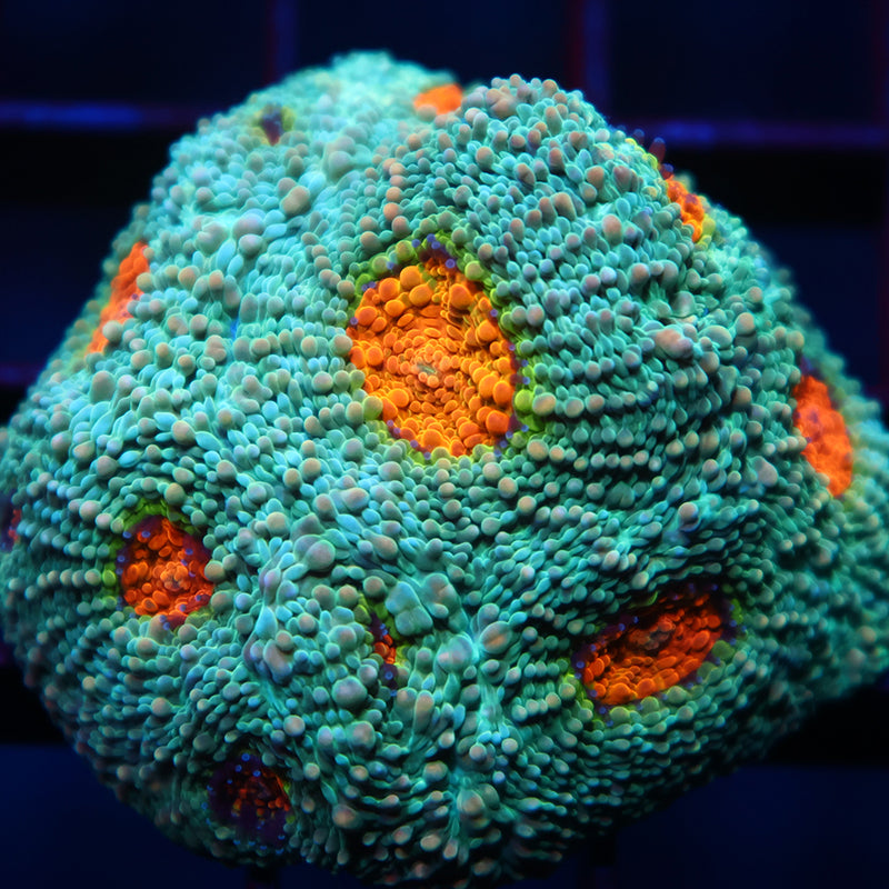 TCK Rainbow Echinata