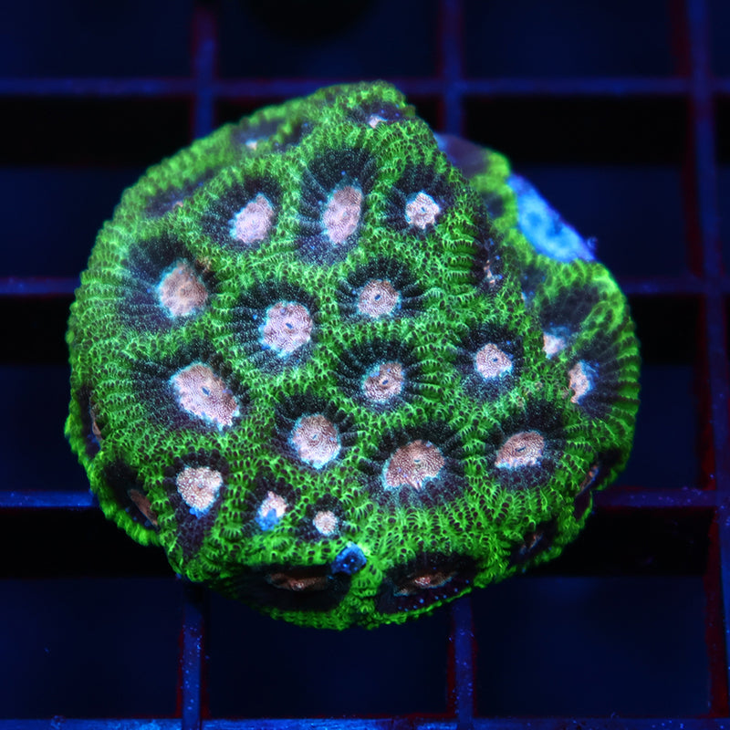 TCK Sparkly Green Favia