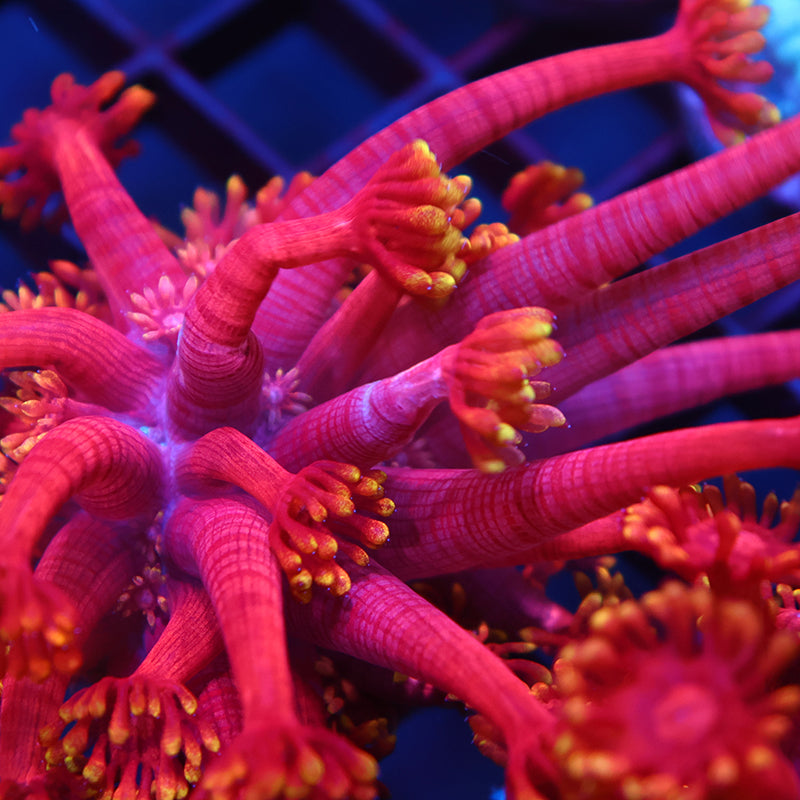 TCK Insane Flame Tip Goni