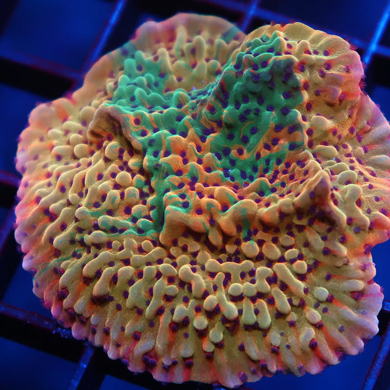 Insane TCK Grafted Slowburn Colony