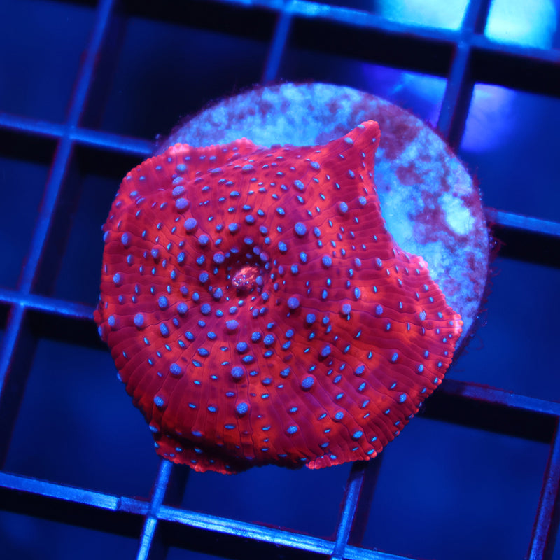 TCK Superman Mushroom