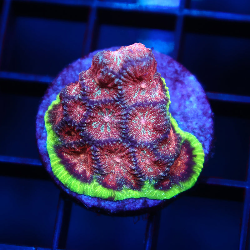 TCK Bejeweled Favia