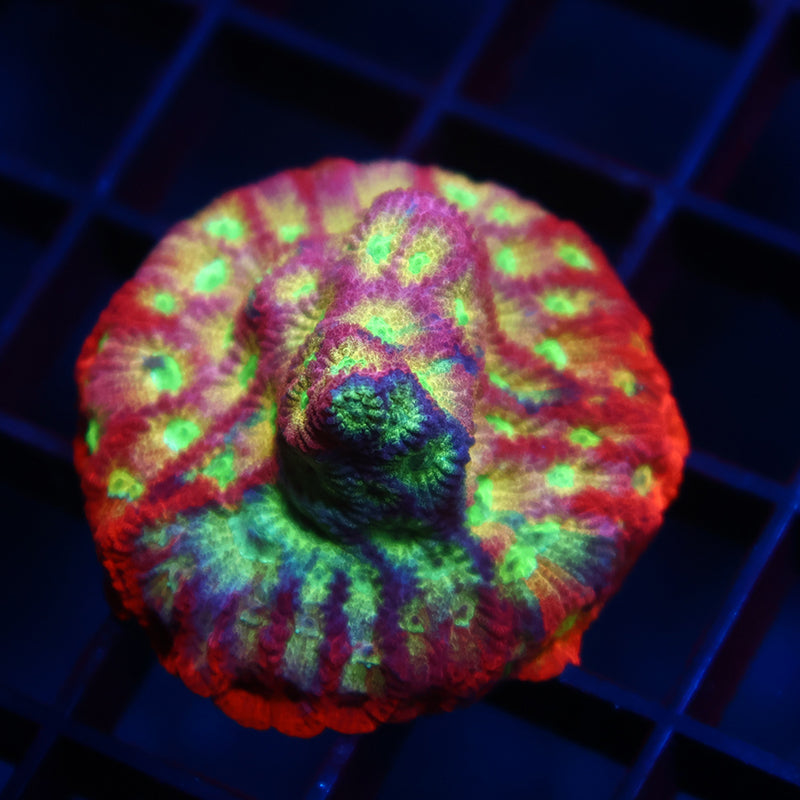 JF Dayglo Favia