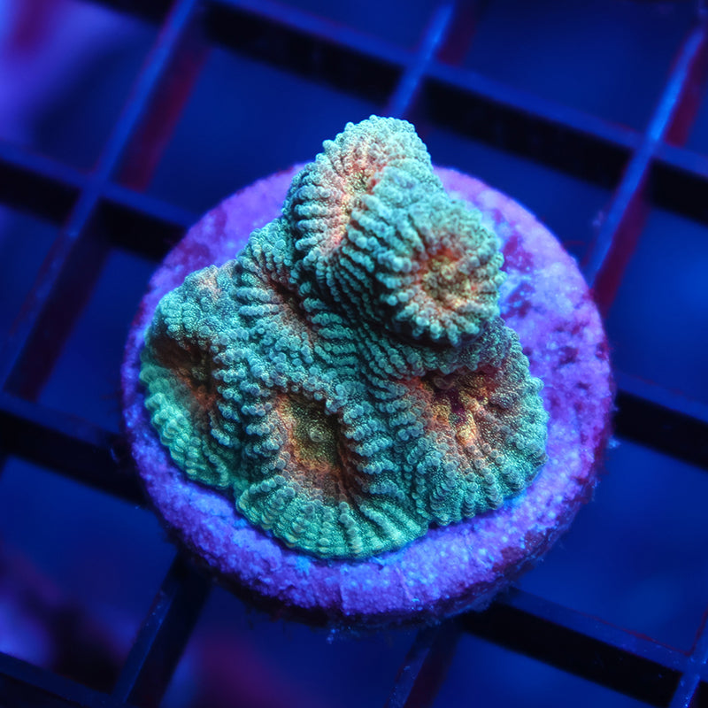 TCK Pot-of-Gold Favia