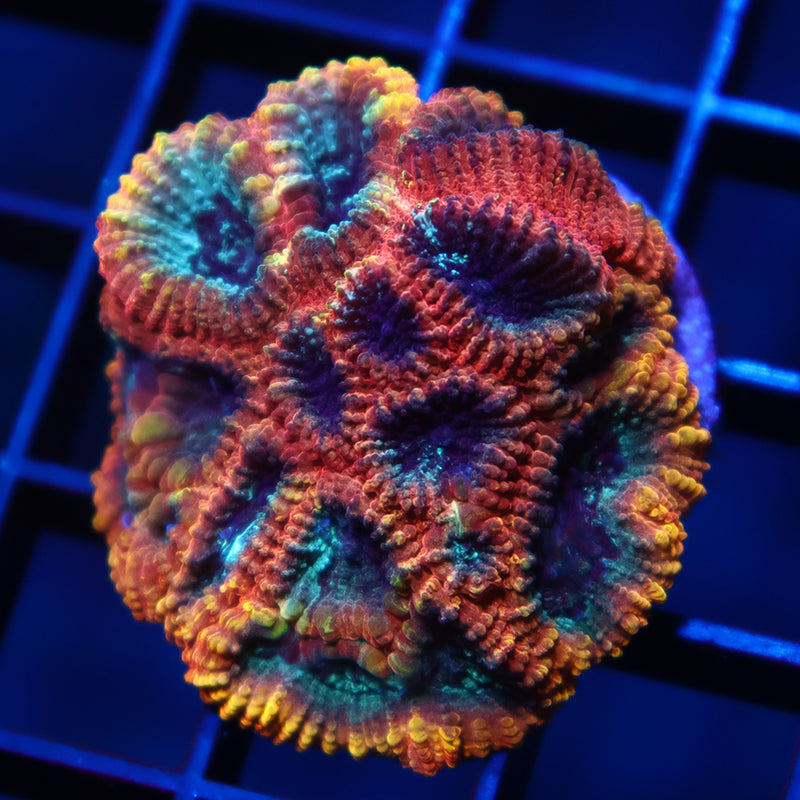 CC Full Tilt Mini Colony