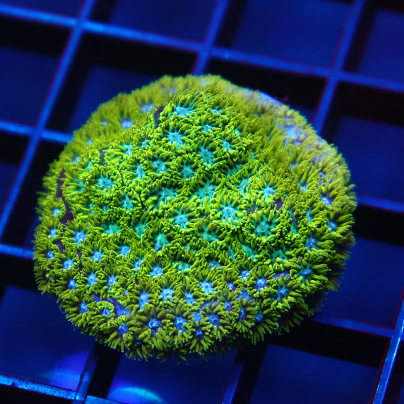 WWC Kermit the Frog Leptastrea