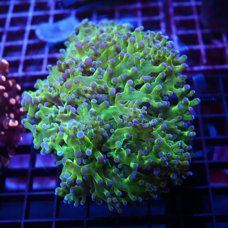 TCK Branching Green and Purple Frogspawn