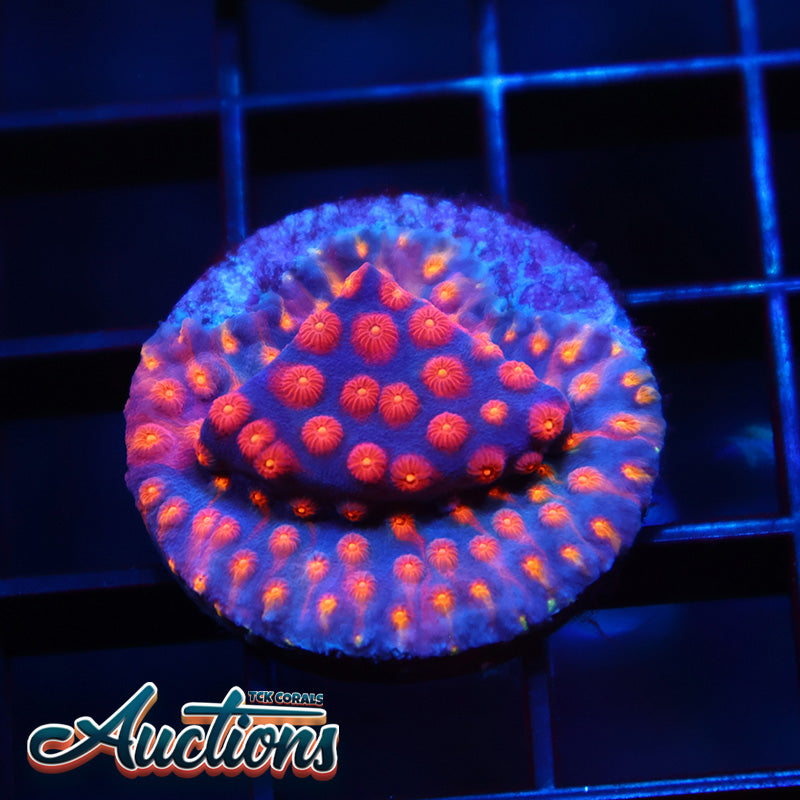 ARC Monet's Madness Cyphastrea