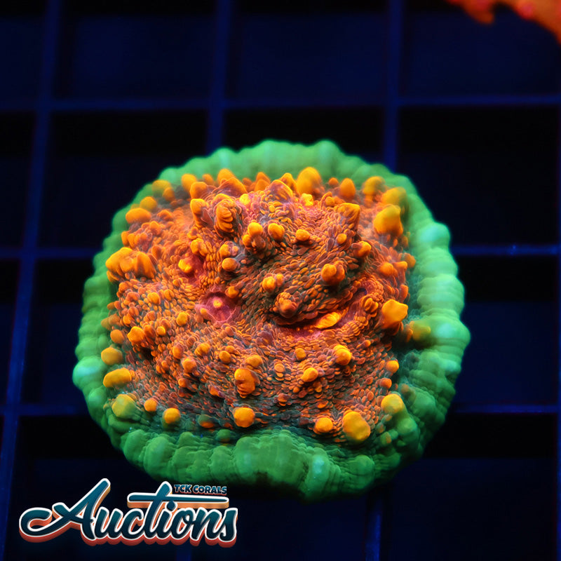 TCK Bella's Mermaid Chalice