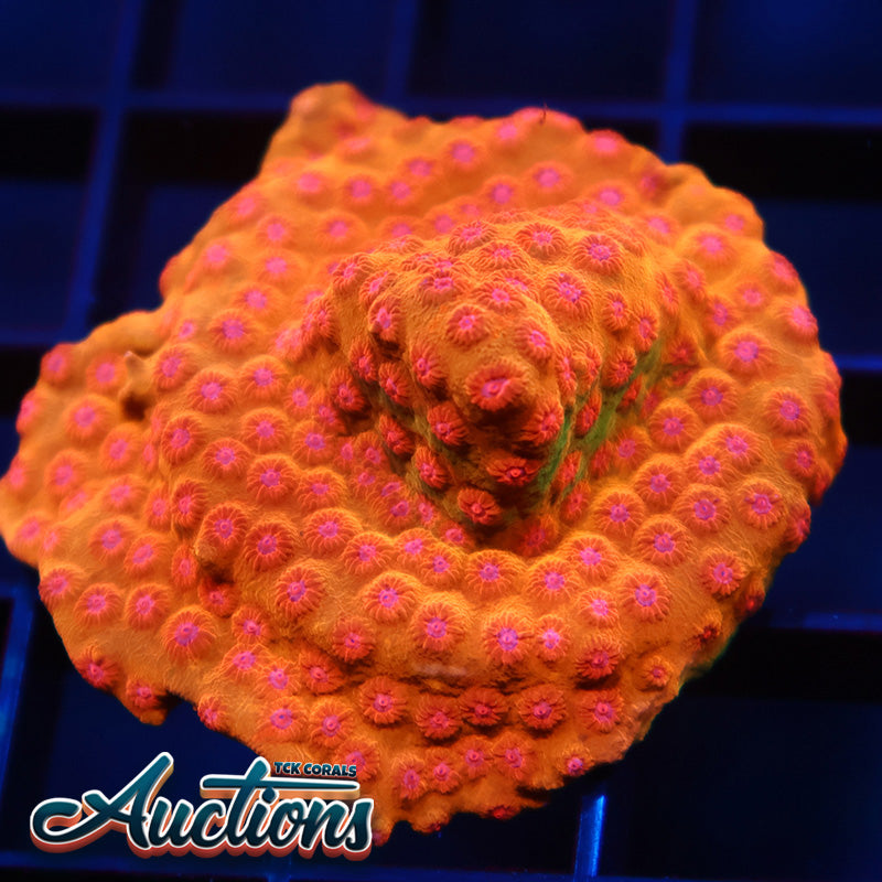 WWC Defcon Cyphastrea