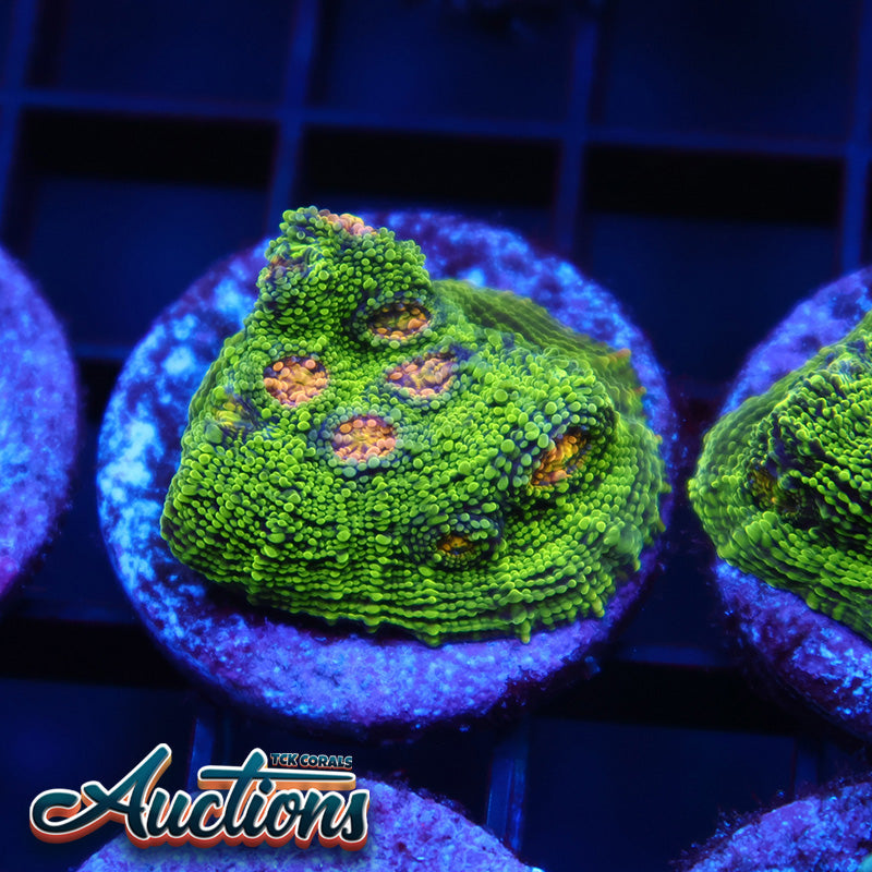 TCK Toxic Swirl Chalice