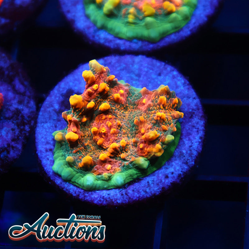 TCK Bella's Mermaid Chalice