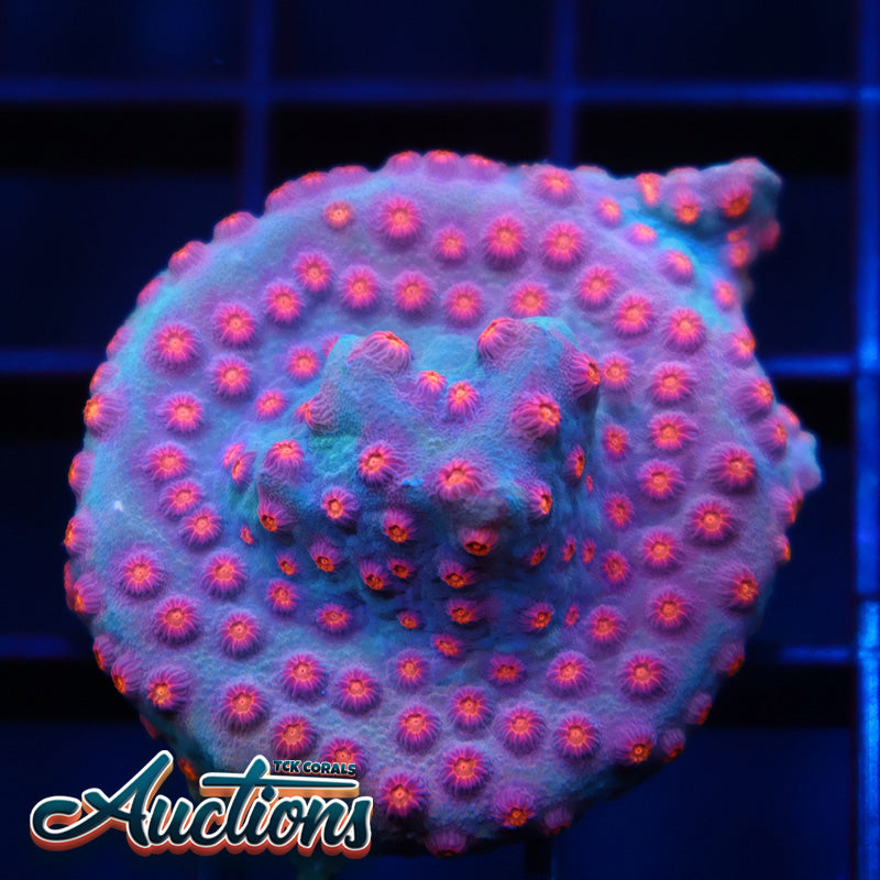 TCK Rainbow Comet Cyphastrea