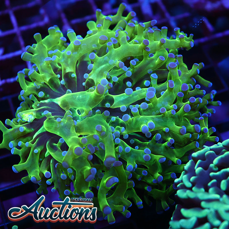 TCK Branching Purple and Green Frogspawn