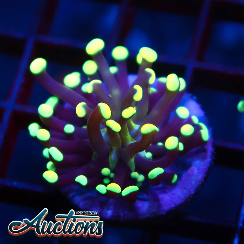 TCK Tank Spawned Neon Tipped Torch