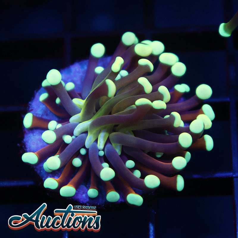 TCK Tank Spawned Lightbulb Torch