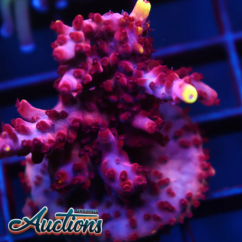 JF Fox Flame Mini Colony