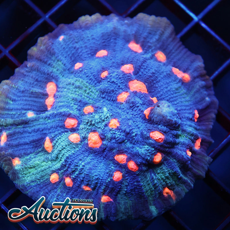 TCK Candy Eye Chalice Colony