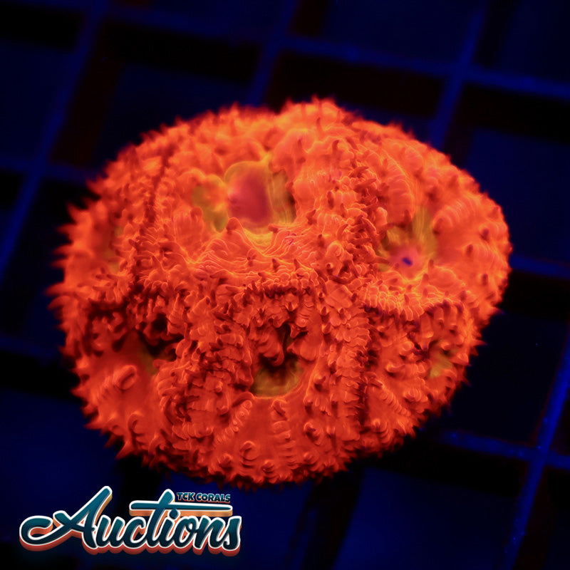WWC Rainbow Blasto
