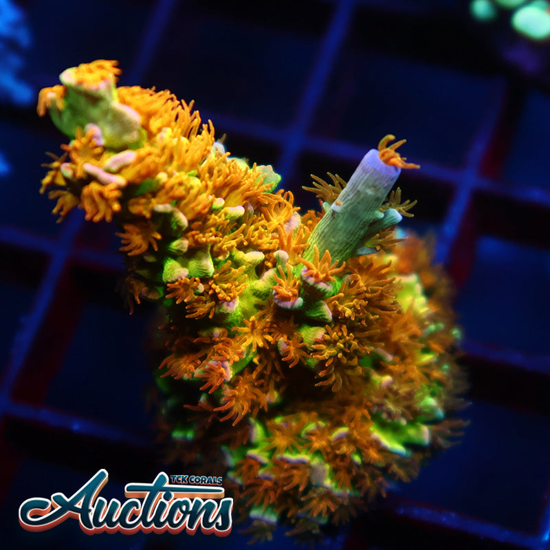 Lg RRC Orange Passion